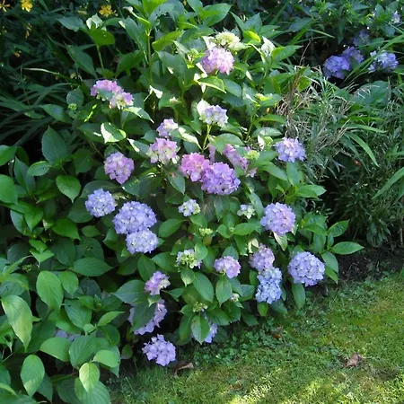 Manoir Du Buquet